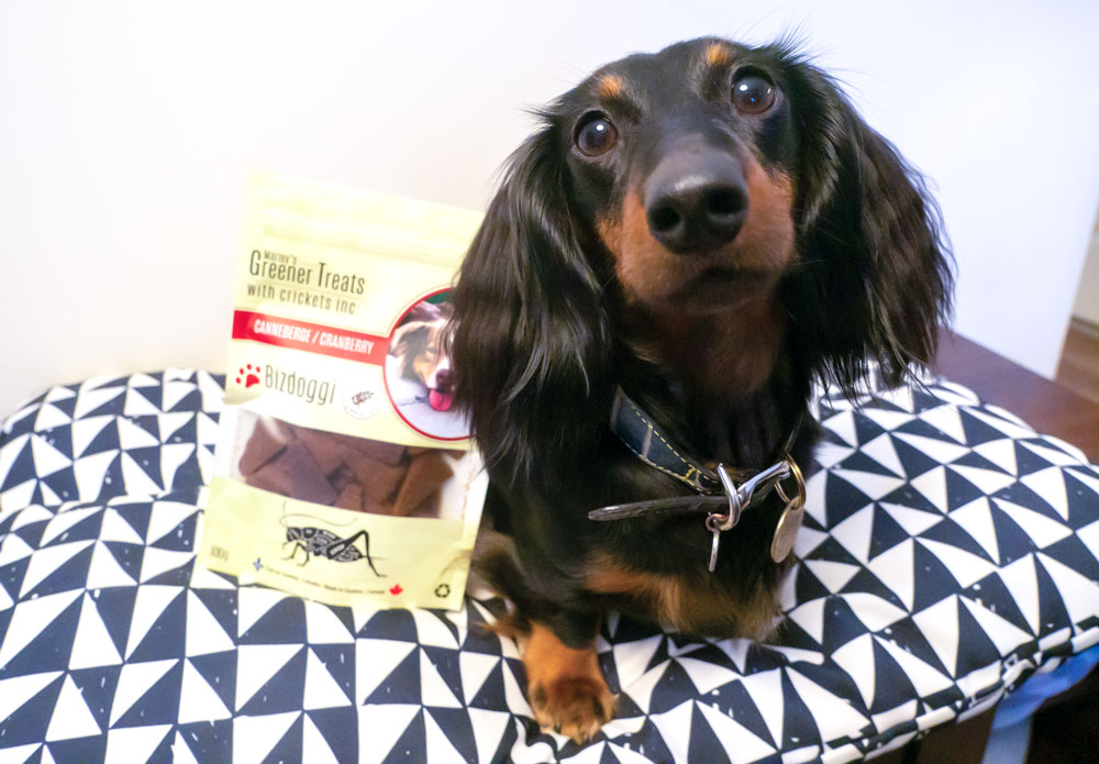 Spring Essentials For Dogs: 8 Must-Have Products - TMSAHM