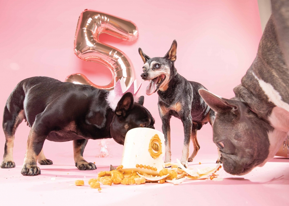 Dogs having fun eating cake