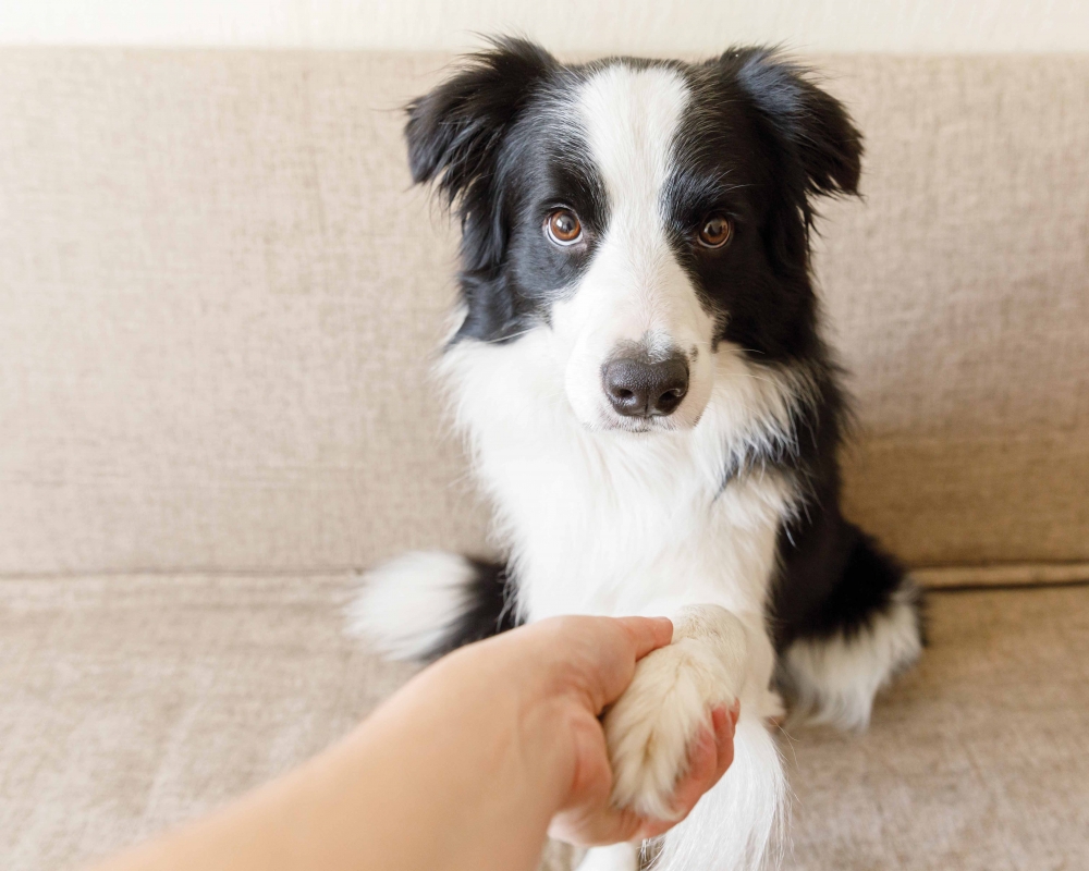 Woman's hand holding dog's paw dog looking at camera