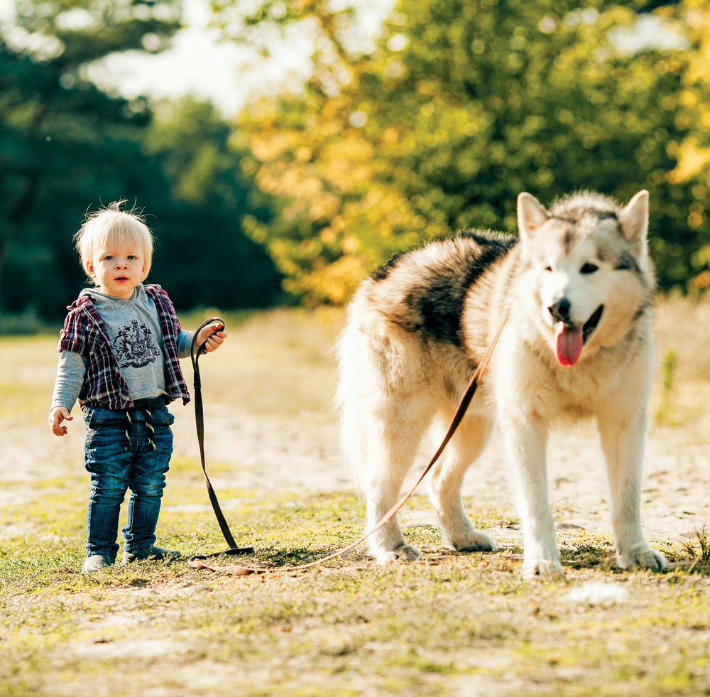 best dog breeds for families