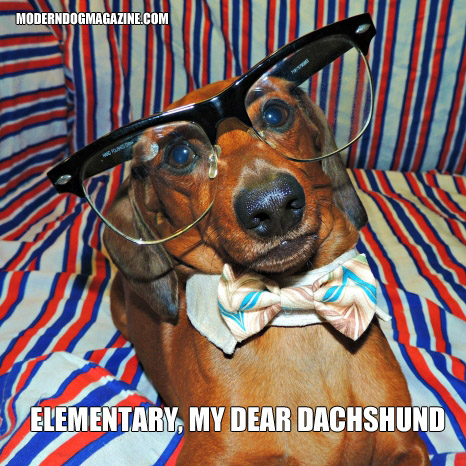 Modern Dog Memes | Modern Dog magazine