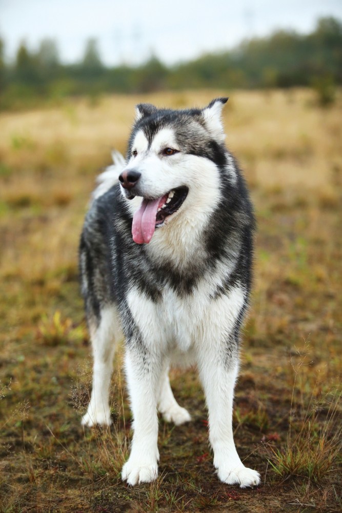 Commonly Confused Breeds: The Alaskan Malamute VS the ...
