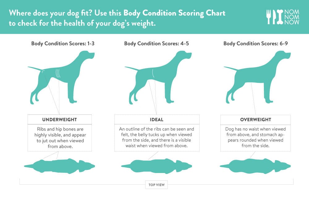 Dog Weight Body Condition Score Chart
