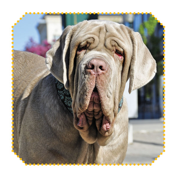 which mastiff breed is the largest