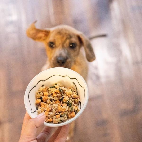 NomNomNow- delicious natural and wholesome prepared food for your dog