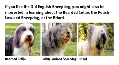 shaggy dog old english sheepdog