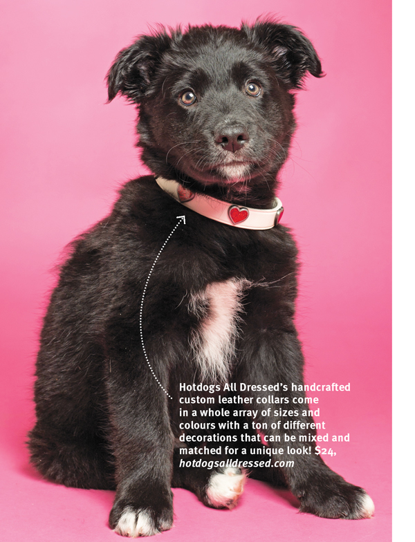 11 Steps To Raising The Perfect Puppy Modern Dog Magazine