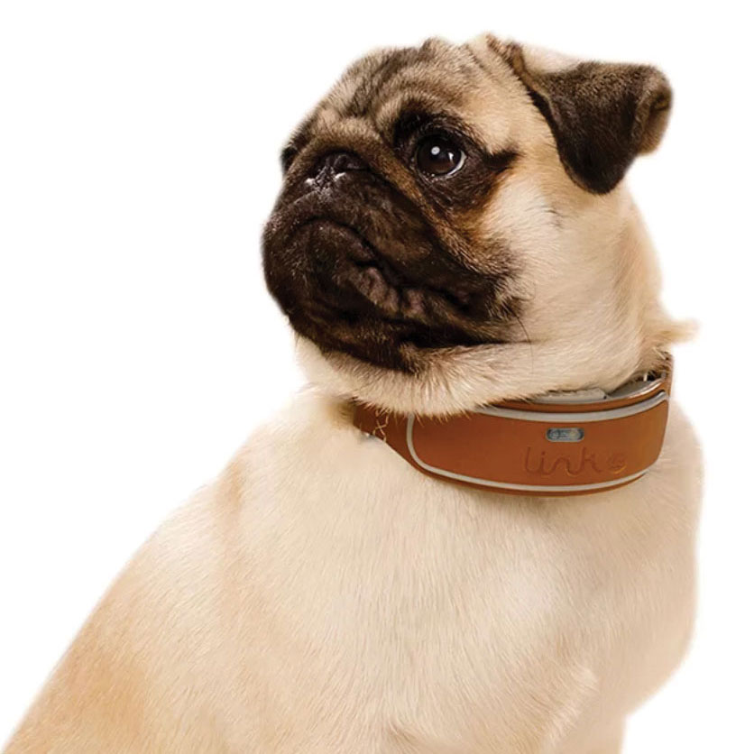 Cute pug in a GPS collar