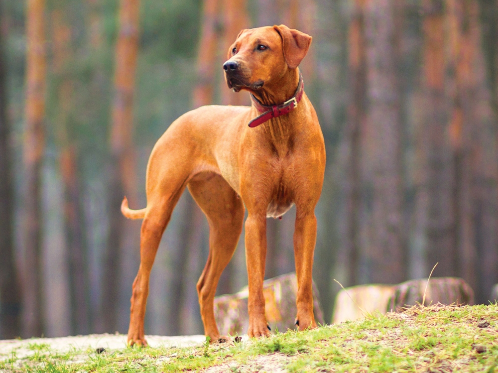 what dogs were bred to hunt lions