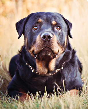 Is The Rottweiler Or The Black Tan Coonhound Right For You Modern Dog Magazine