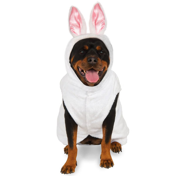 Celebrate Easter with Your Dog Modern Dog Magazine