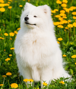 can samoyeds be guard dogs