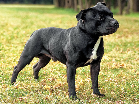 small staffordshire terrier