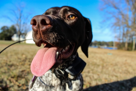 Resultado de imagen para pointer dog tongue