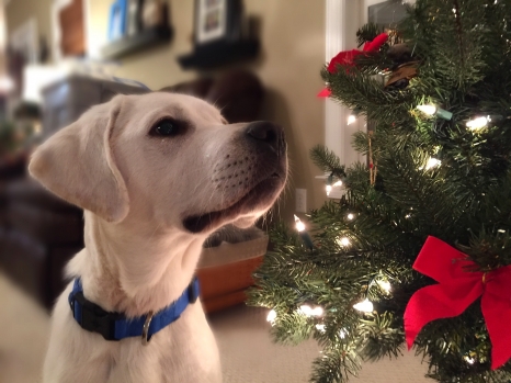 Which Holiday Plants Are Toxic To Dogs Modern Dog Magazine
