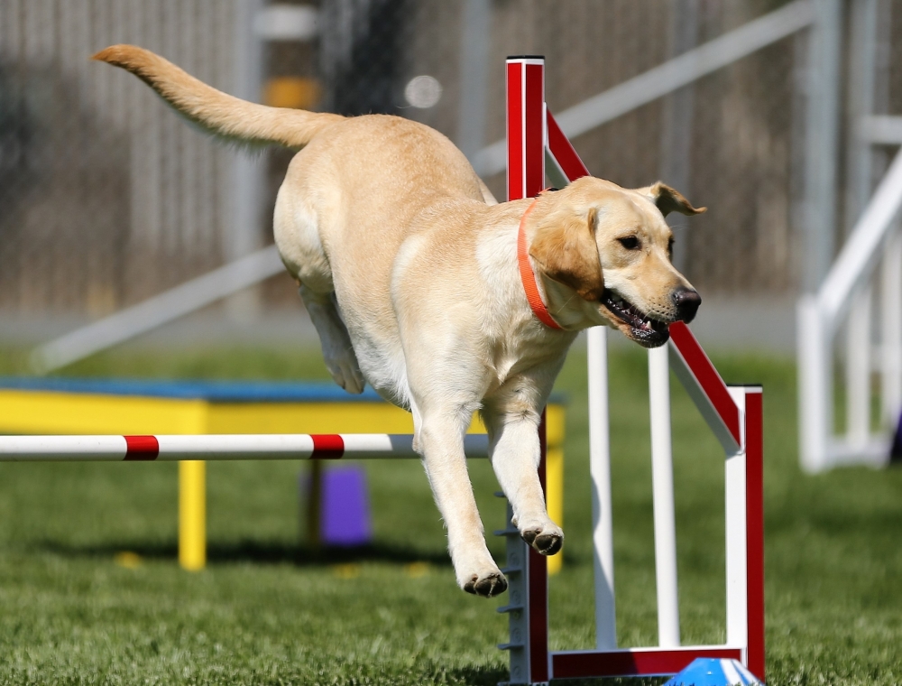 Dog learns new skills to help boost confidence