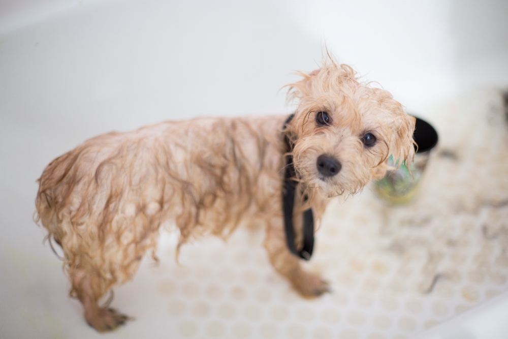 small senior dog doesn't like taking a bath
