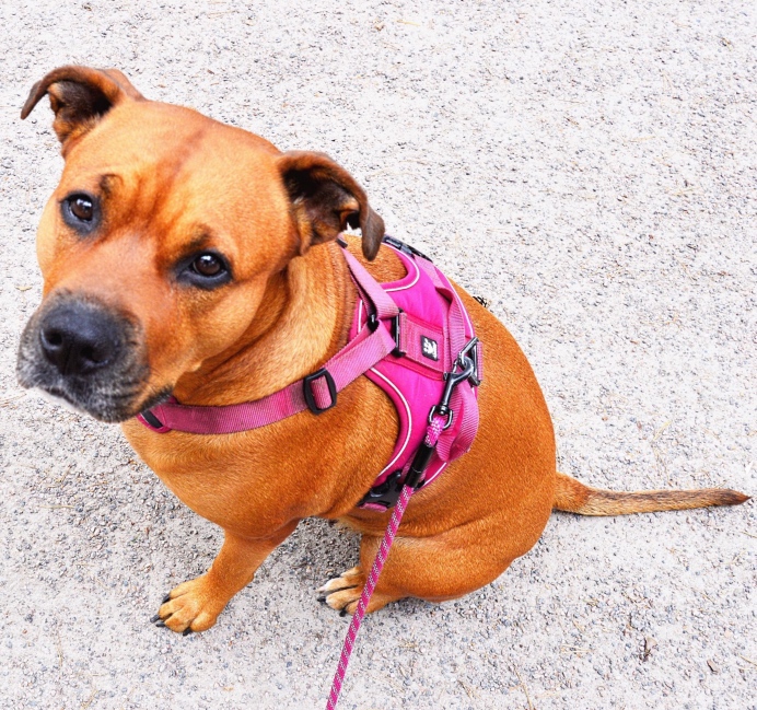 Check in on your dogs equipment like their harness or leash
