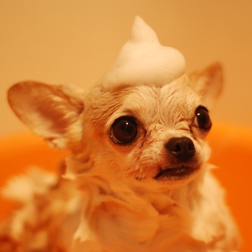 tiny dog with a bunch of shampoo on his head having a bath