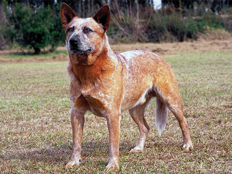large australian cattle dog