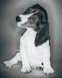 beagle-clip1.jpg