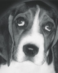 beagle-clip2.jpg