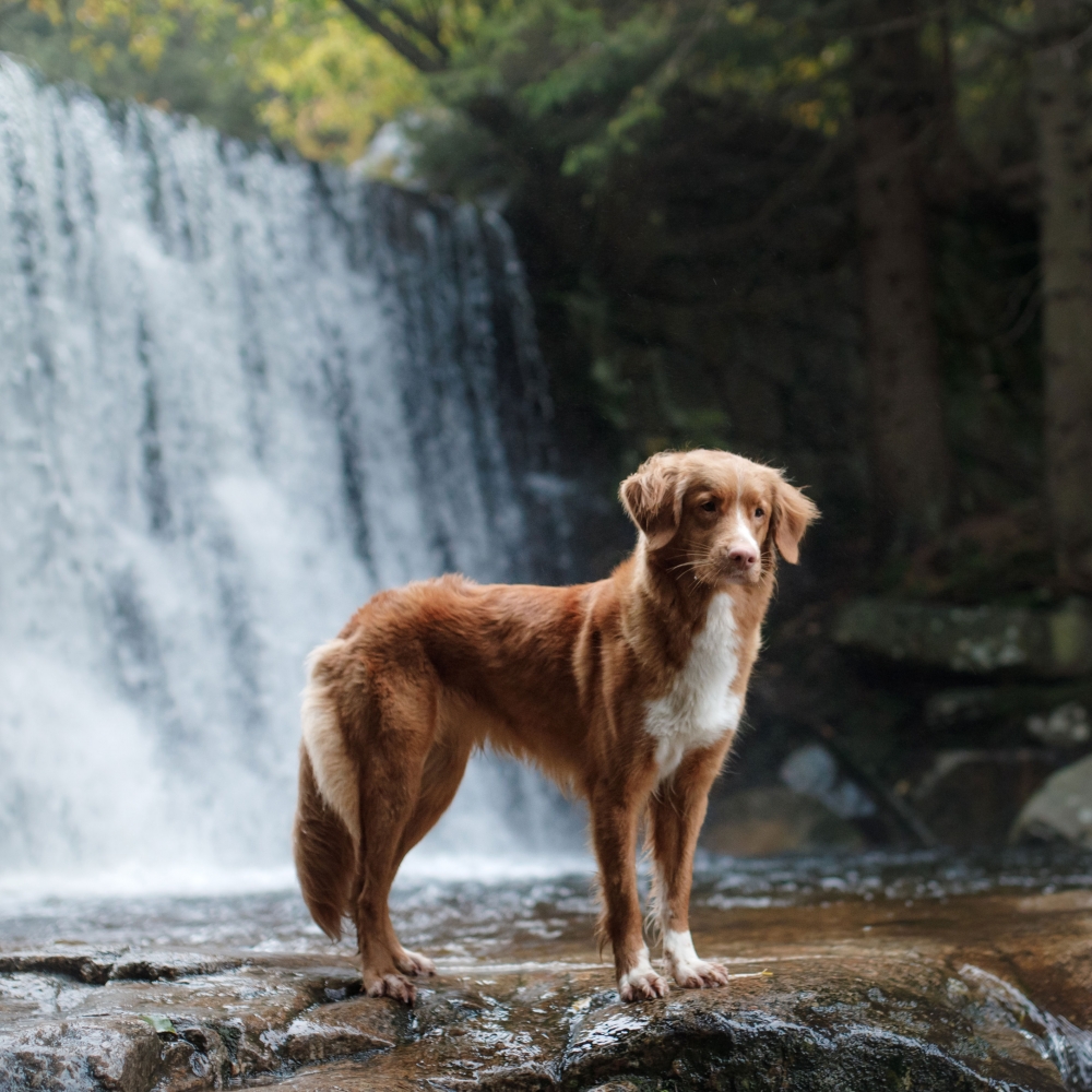 pretty dog outside in nature with a waterfall