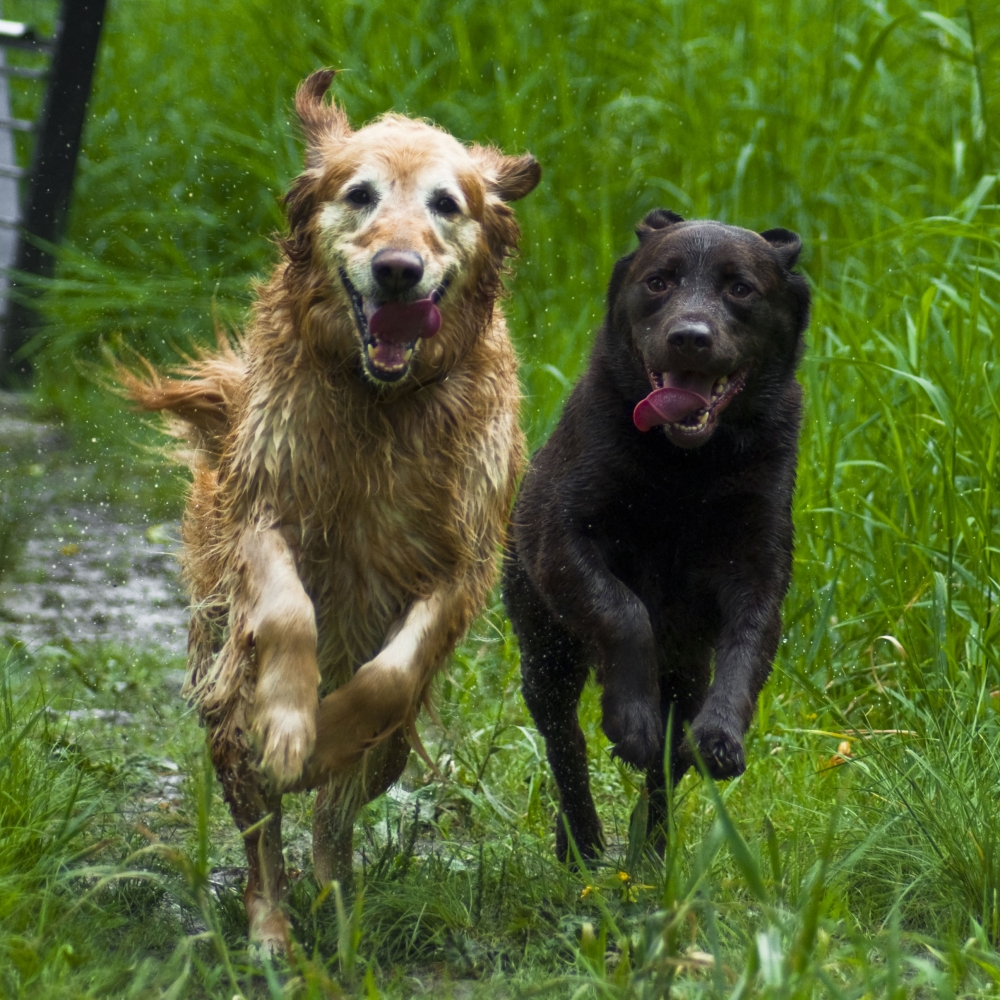 two happy dogs going for a walk outside