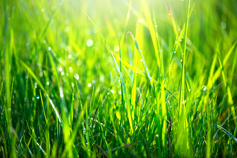 bigstock Grass texture Fresh green spr 190758883_0