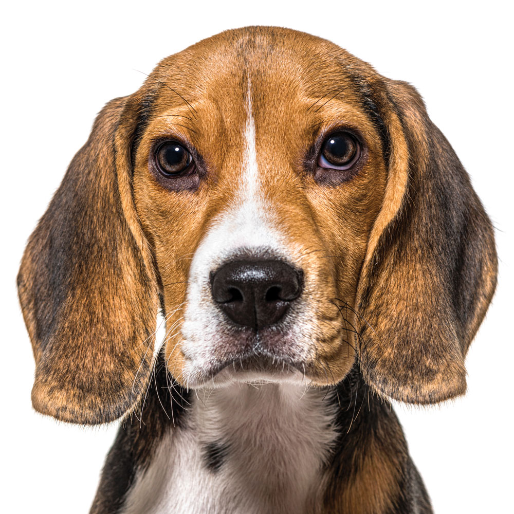 High Energy Dogs - Beagle.