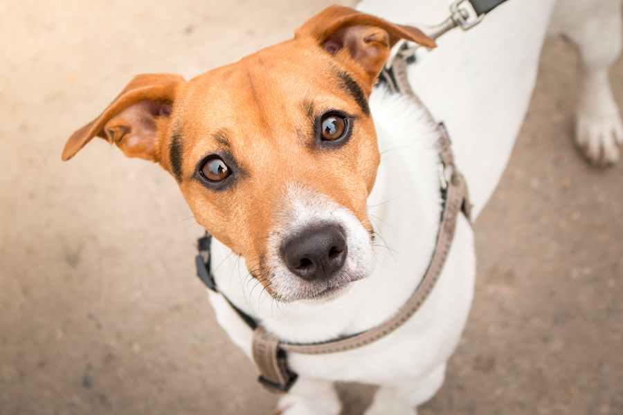 https://moderndogmagazine.com/sites/default/files/images/uploads/bigstock-Smart-Look-Of-The-Dog-A-Curio-241011334.jpg