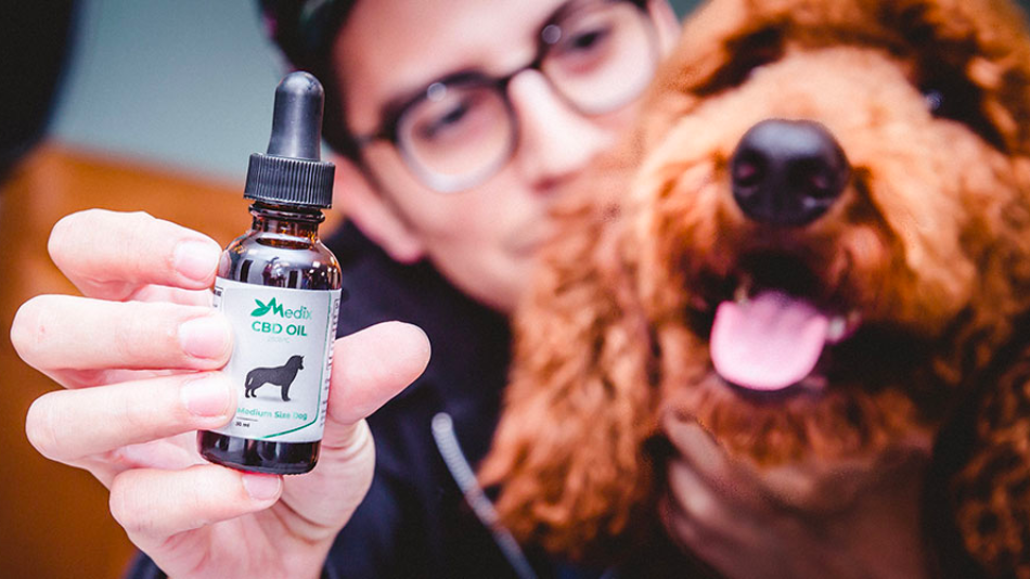 CBD Oil for Dogs – 5 Things You Should Know Before Giving It To Your Best Friend | Modern Dog magazine
