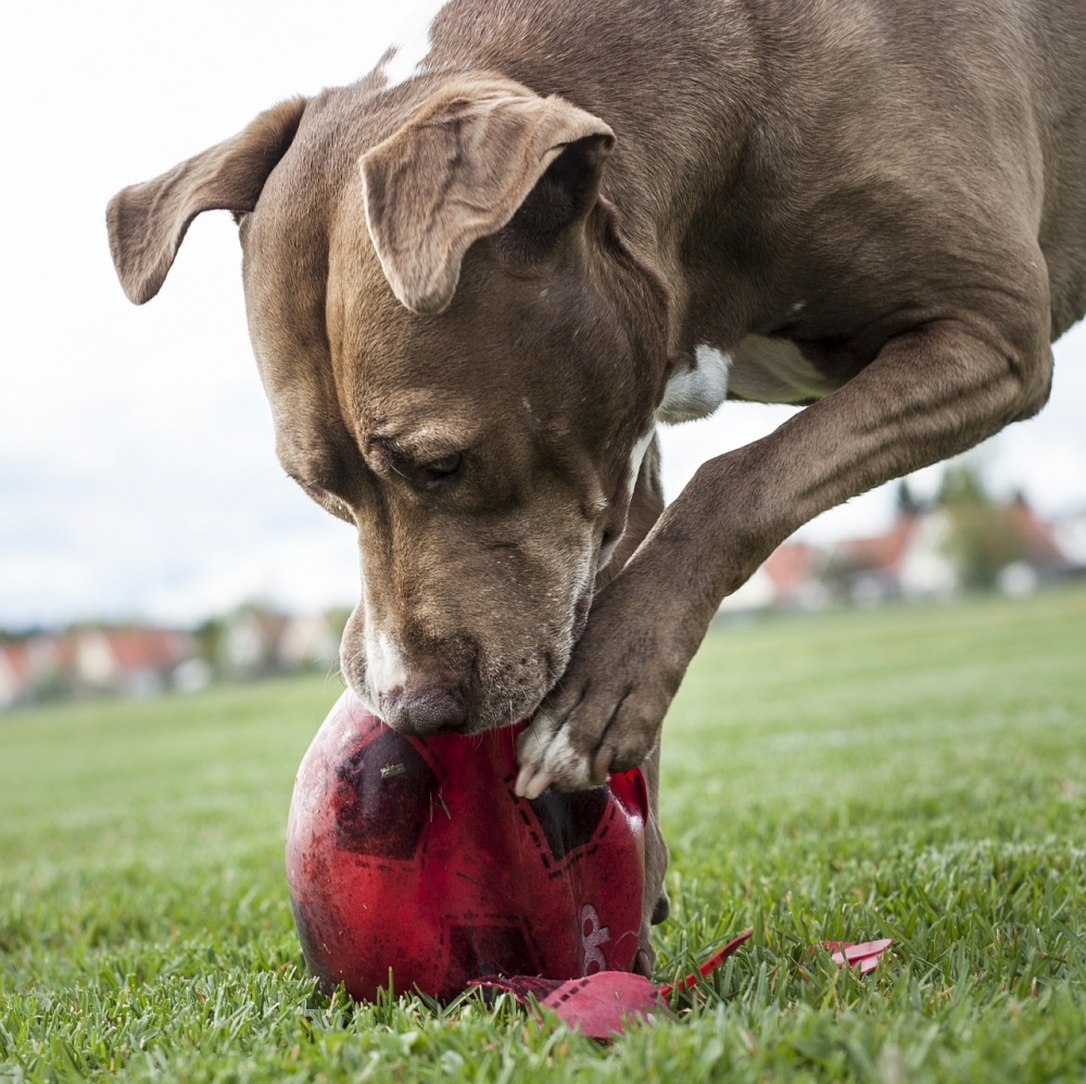 senior dog destroying ball