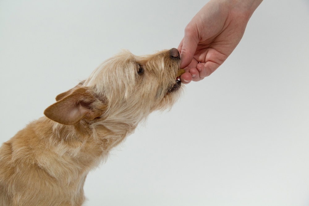 dog eating food that may cause allergies