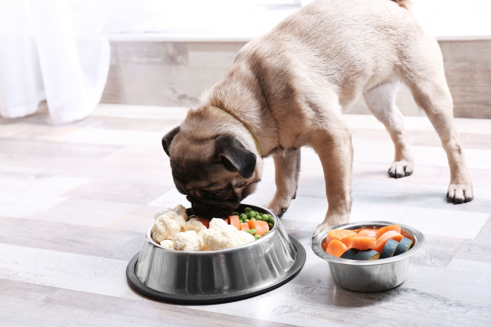 A Vet Shares What You Need to Know about Dog Nutrition | Modern Dog magazine