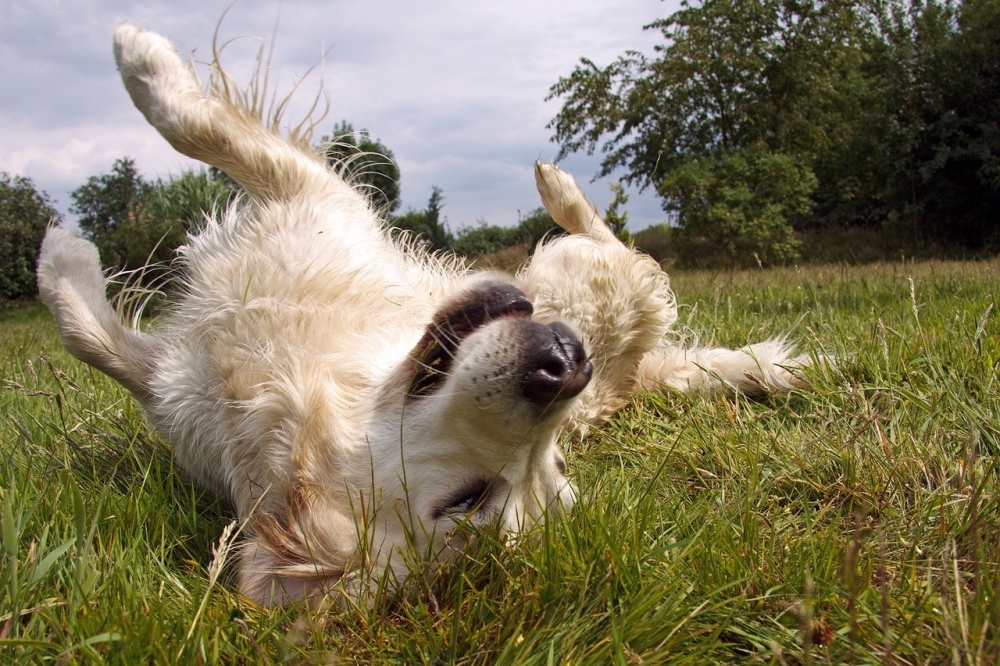 Dog rolling around in grass