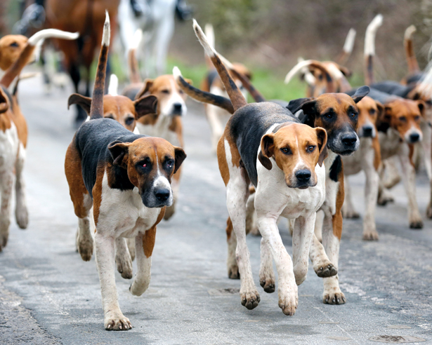 group of foxhounds running