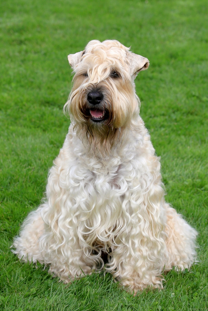 a wheaten terrier