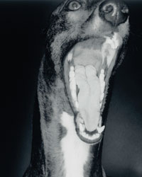 greyhound-clip1.jpg