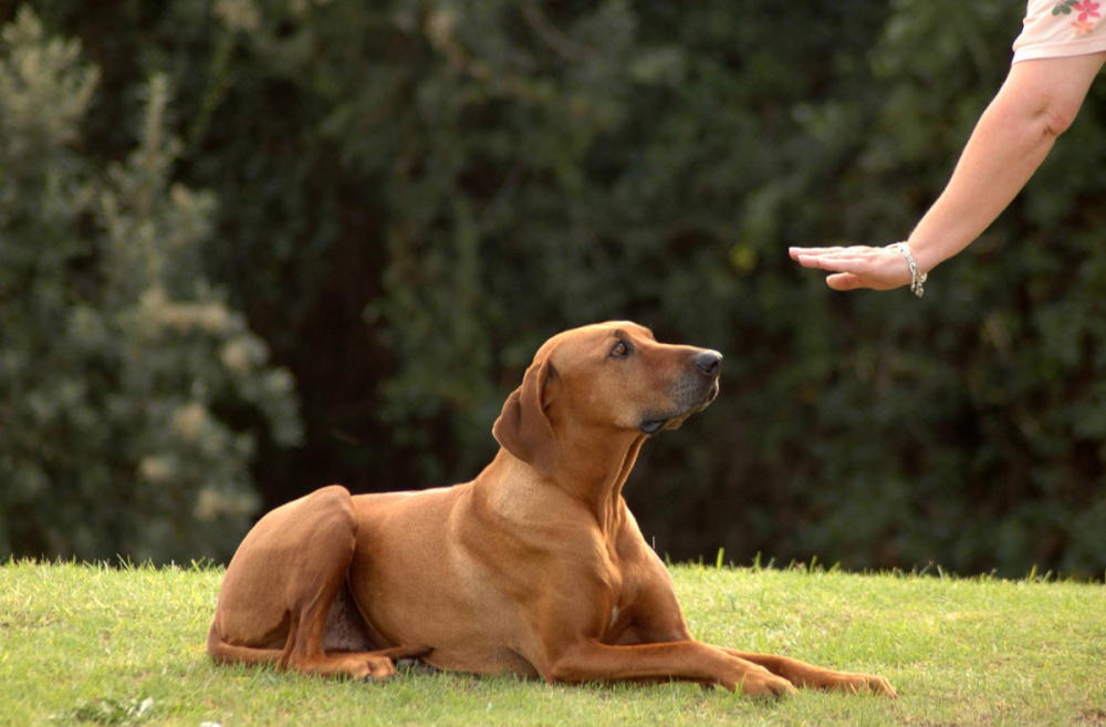 Dog Training Tools for Any Behavioral-Fixing Need