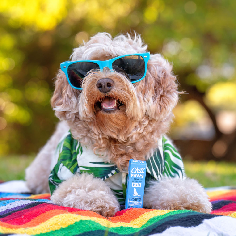 Dog having sunglasses with Chill Paws 125 MG Pet CBD Full Spectrum product