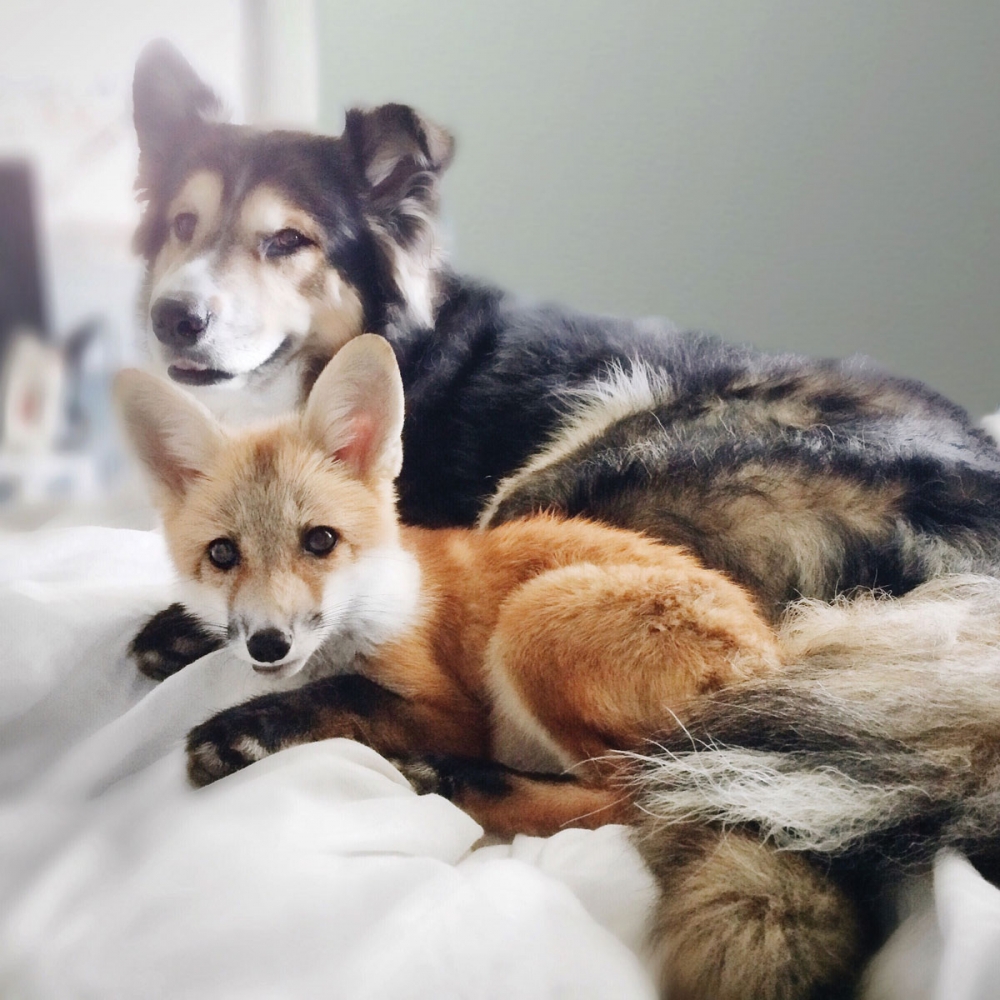 are dogs descended from foxes