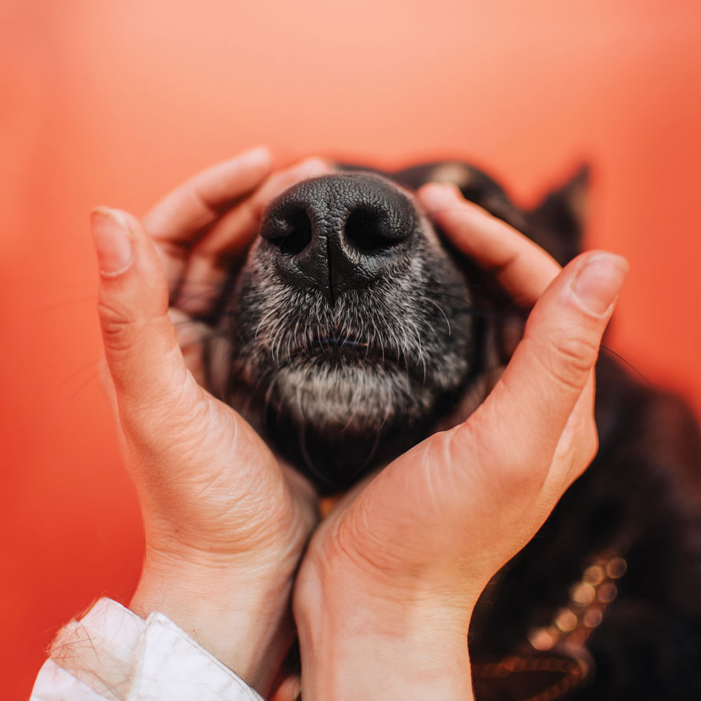 do dogs like human smell