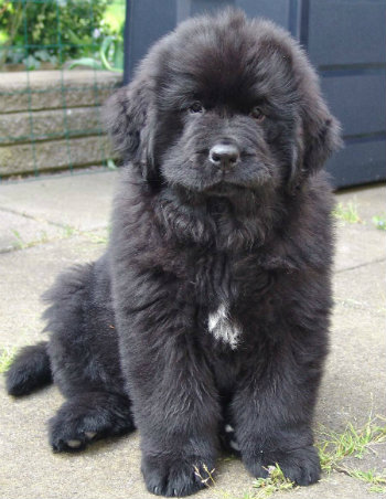 huge black furry dog