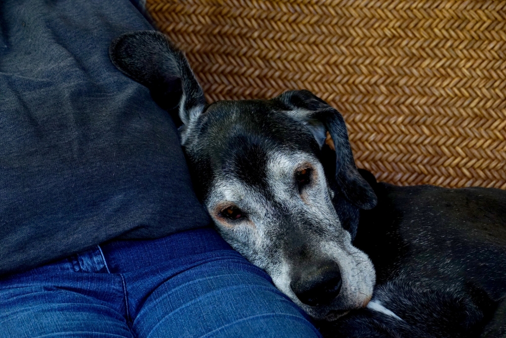 Senior dog with anxiety spending time with owner
