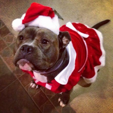 Adorable pitbull wearing a christmas hat and outfit