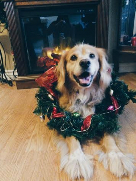 Adorable Golden Retriever wearing a christmas wreath
