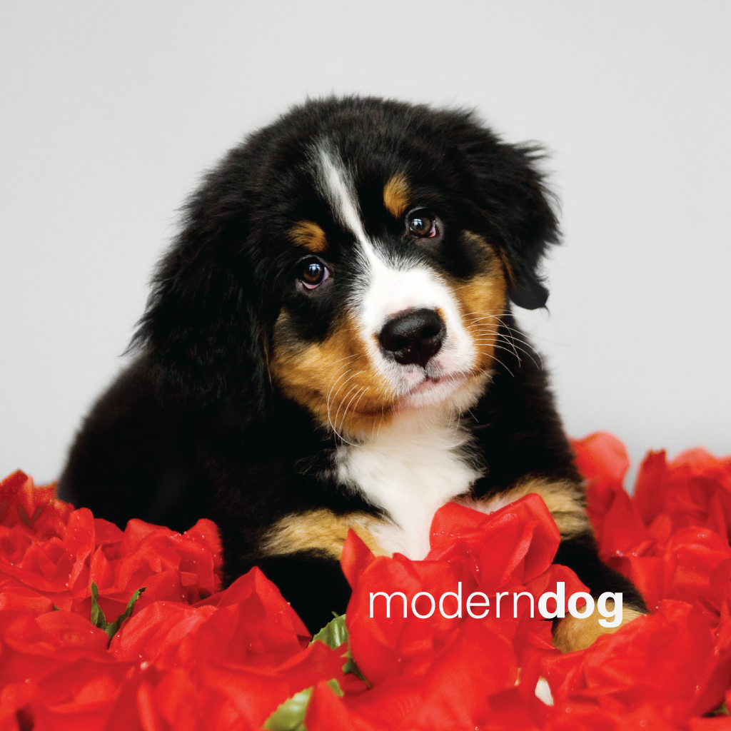 Puppies! Free Modern Dog Wallpaper | Modern Dog magazine