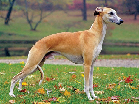 italian greyhound v whippet