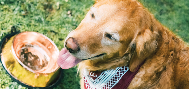 Say Goodbye to That Slimy Layer in Your Dog’s Water Bowl! | Modern Dog